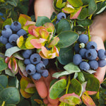 Bushel and Berry® Blueberry Peach Sorbet Plant
