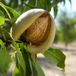 Penta Almond Tree