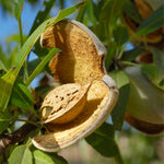 Penta Almond Tree