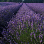 Phenomenal Lavender Plant