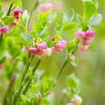 Your blueberry will be covered in petite bell shaped blooms in spring.
