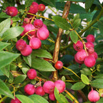Pink Lemonade Blueberry is a unique cultivar with pink fruit.