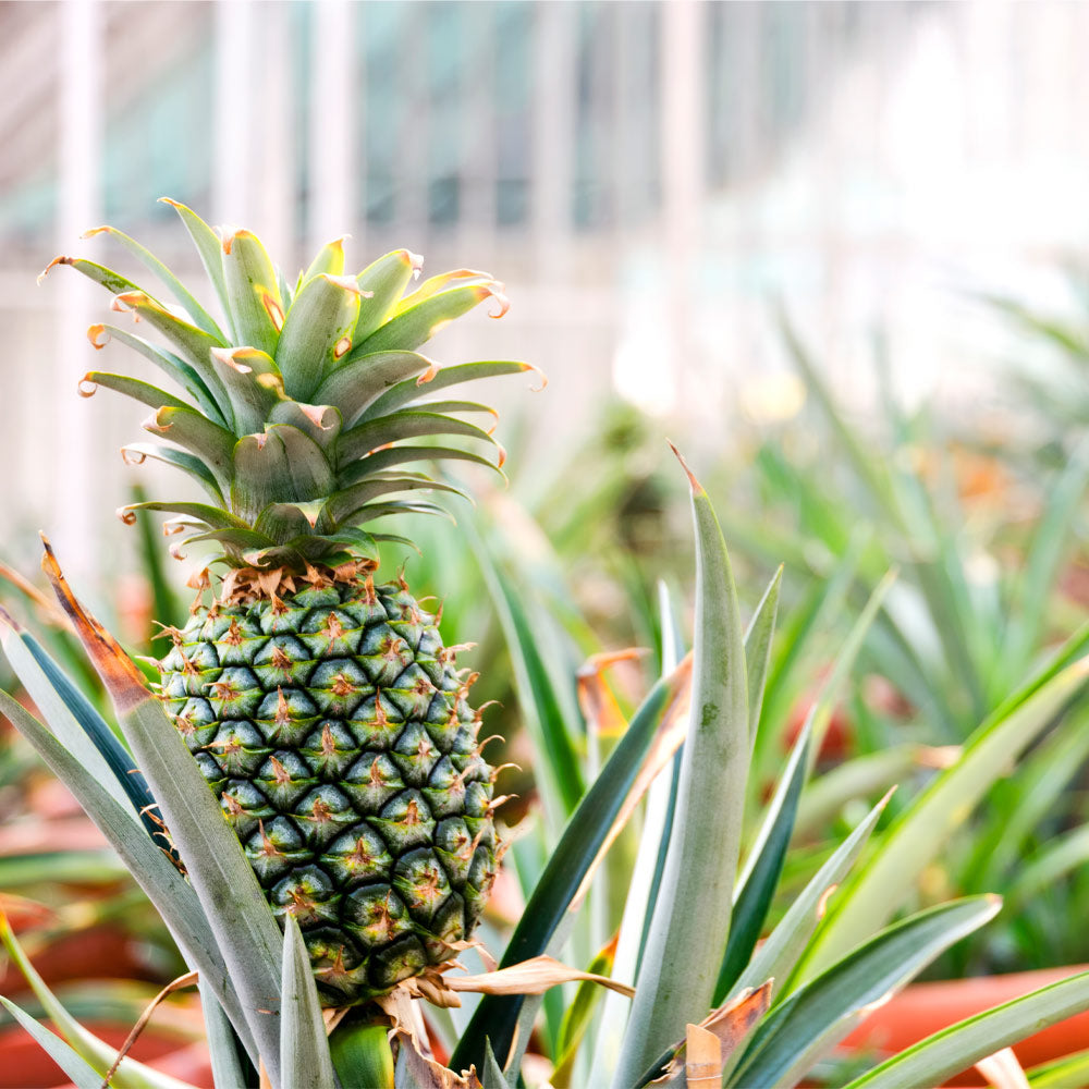 Sugarloaf Pineapples for Sale