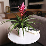 5-Inch Bromeliad in Decorative Pot