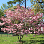 Soft pink blooms cover the Pink Dogwood in spring.