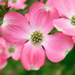 Soft pink blooms cover the Pink Dogwood in spring.