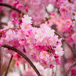 The pink blooms are semi-double flowers that appear in spring.