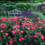 Double Pink Knock Out® Shrub