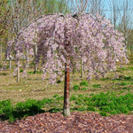 Pink Snow Showers™ Weeping Cherry Tree
