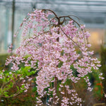 Pink Snow Showers™ Weeping Cherry Tree