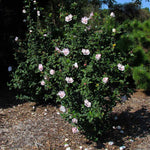 Pink Rose of Sharon Althea Shrub