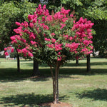Pink Velour Crape Myrtle packs a big pink punch in a petite tree reaching heights of just 8-10 feet.