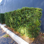 Dense and green for the perfect evergreen hedge in warm zones.