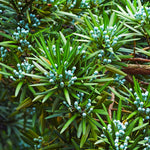 Podocarpus can produce blue berries in summer.