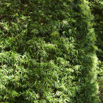 Yew Podocarpus