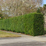A great Boxwood alternative the fast growing Podocarpus can be made into any formal hedge.