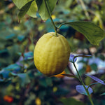 Ponderosa Lemon Bush