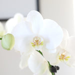 5-Inch Premium Orchid