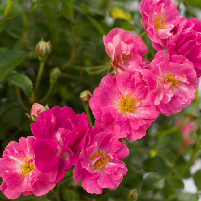 Pretty Polly® Pink Roses for Sale