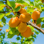 Puget Gold Apricot trees are very disease resistant.