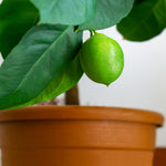 Persian Lime Bushes can be grown in pots, bring them inside for winter in colder zones. 