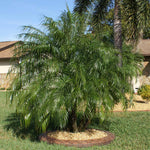 Pygmy Date Palm Tree