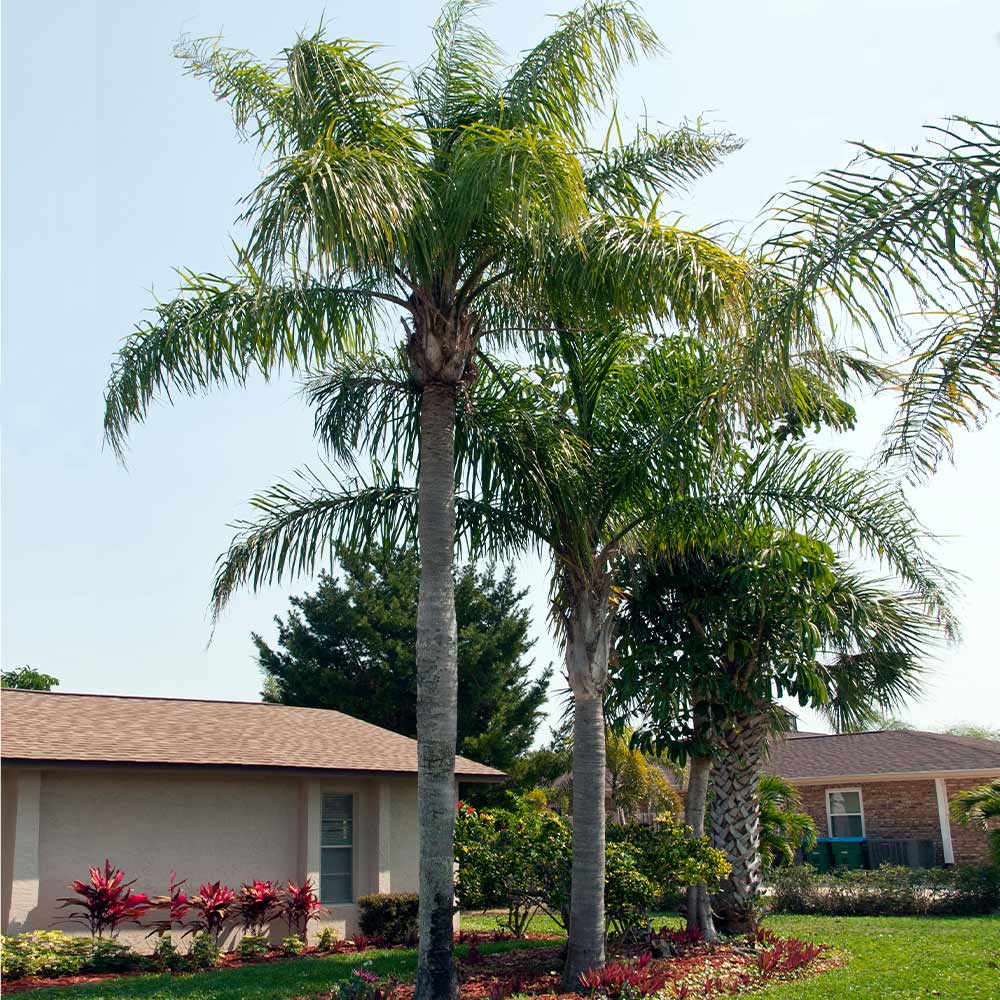 Queen Palms for Sale