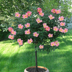 Rainbow Knock Out® Rose Tree