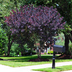 Royal Purple Smoke Tree has dark foliage and puffy plumes.