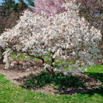 Royal Star Magnolia Tree