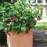 Raspberry Shortcake is dense enough to be grown in pots.