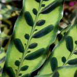 Rattlesnake Plant