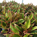 Red Chinese Evergreen plants leaves colors vary throughout it's growth cycle.