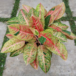 Red Chinese Evergreen plants leaves colors vary throughout it's growth cycle.