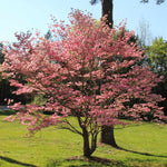 Dogwood trees are great for shady areas underneath taller trees.
