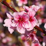 Your peach tree will be covered in pink blooms every spring.