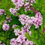 Red Pixie Lilac Tree's fragrant blooms appear in late spring and often rebloom in late summer.