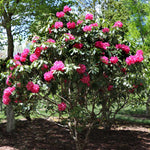 Red Rhododendron Shrub