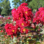 Blooms last all summer to fall. Temperature and age of the bloom can affect the color of red crapes.