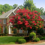 Red Rocket Crape Myrtle is a large tree reaching heights of 20-30 feet.