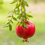 Red Pomegranate Tree