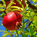 Red Pomegranate Tree