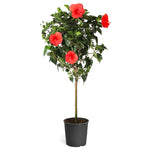 Red Tropical Hibiscus Tree