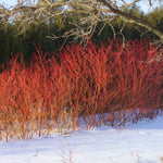 Red Twig Dogwood