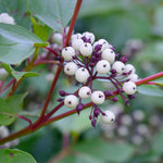 White berries appear in spring and are enjoyed by wildlife.