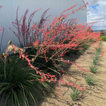 Red Yucca Plant