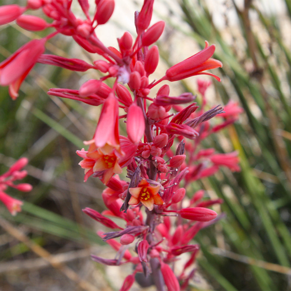 Red Yucca Plants For