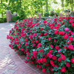 Knockout Roses make low maintenance hedges of bright color.