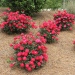 Knockout Roses have been cultivated for maximum disease resistance.