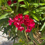 Red Oleander Shrub
